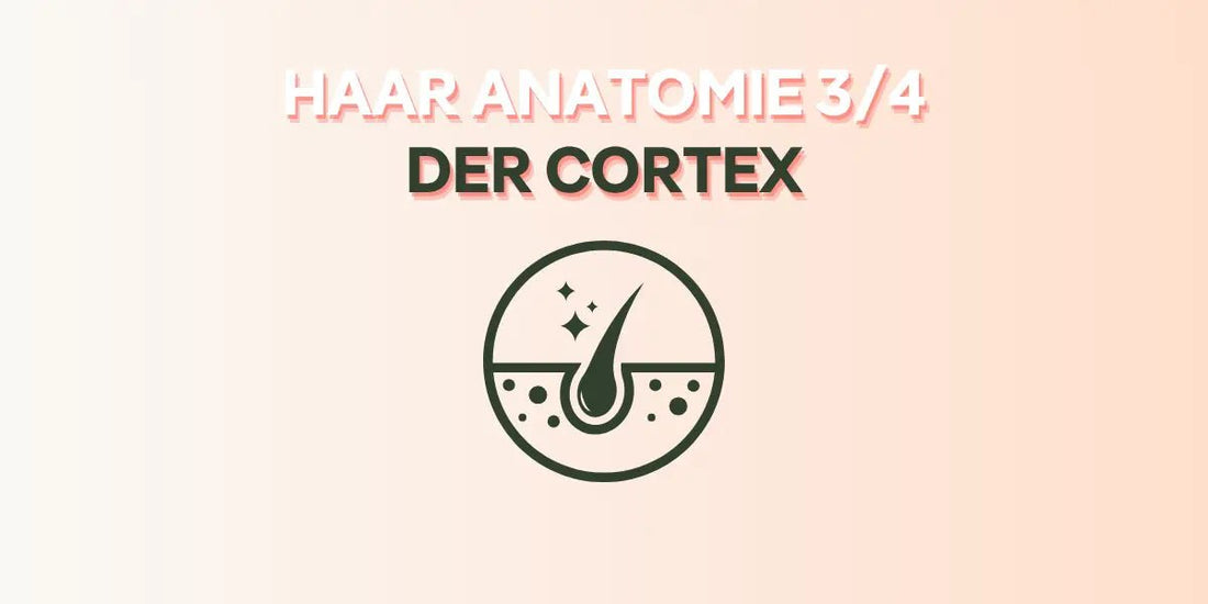 Der Cortex im Foundation Blog von True Organic Cosmetics