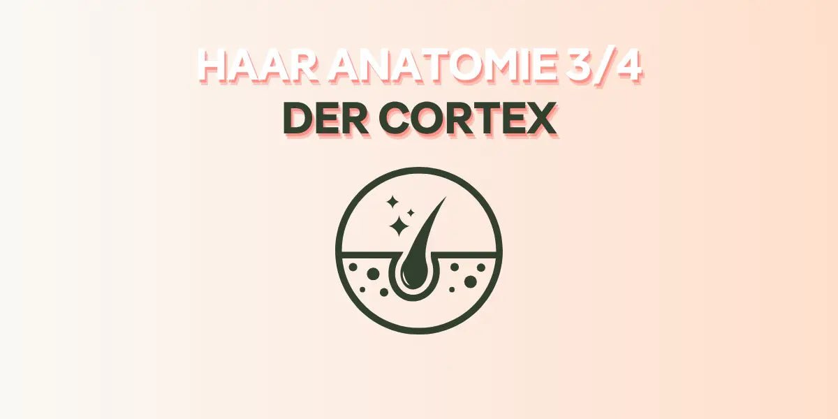 Der Cortex im Foundation Blog von True Organic Cosmetics