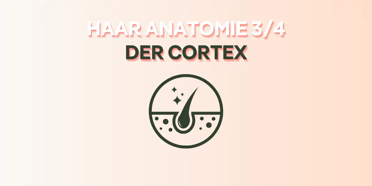 Der Cortex im Foundation Blog von True Organic Cosmetics