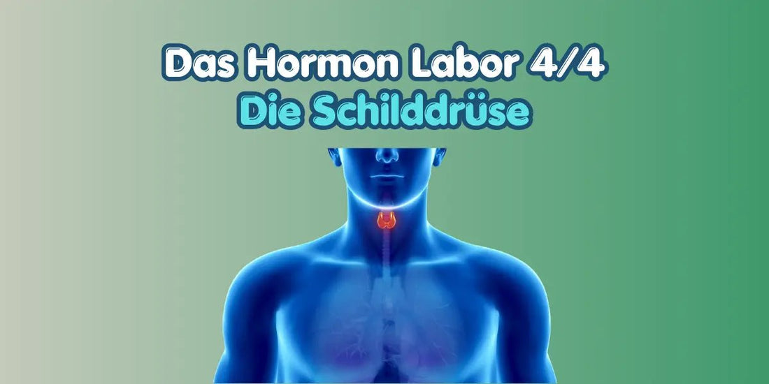Die Schilddrüse im Hormon Labor Blog von True Organic Cosmetics