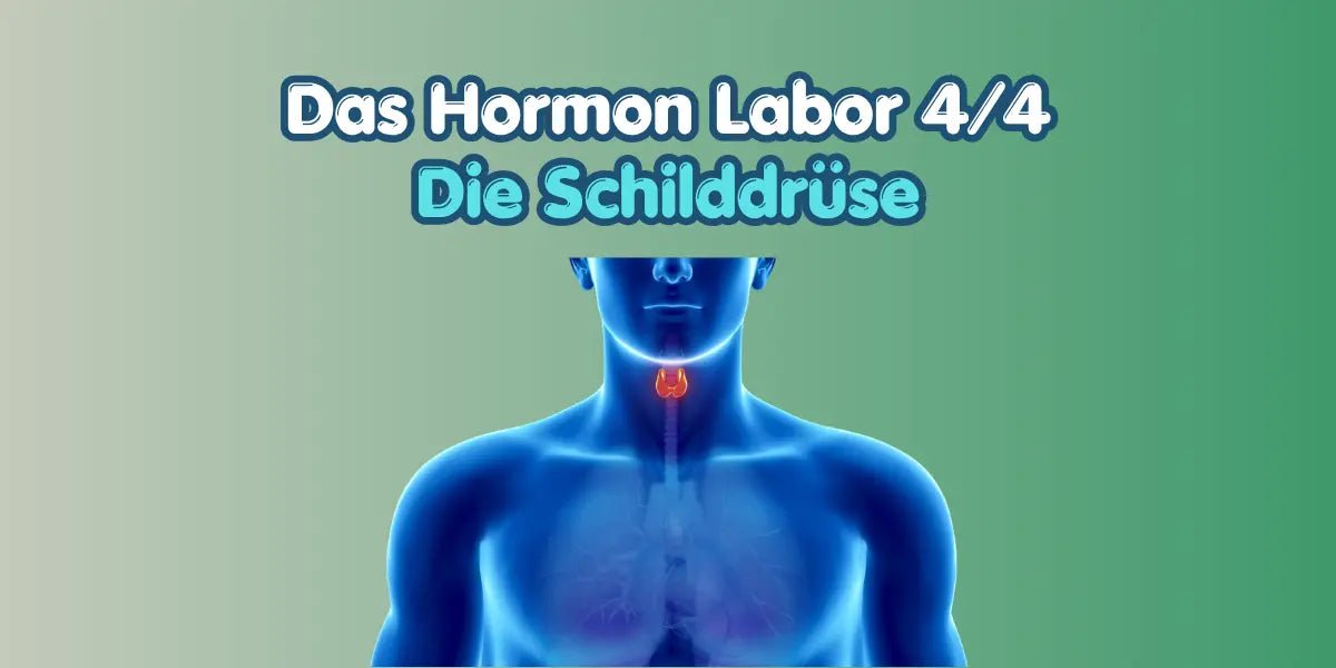 Die Schilddrüse im Hormon Labor Blog von True Organic Cosmetics