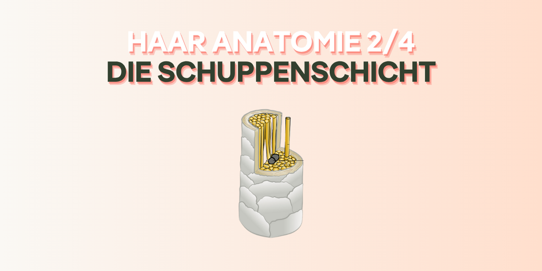 Haaranatomie - Die Schuppenschicht cover bild