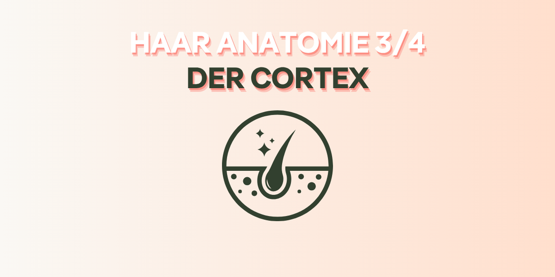Hair Anatomy - The Cortex (cover image)