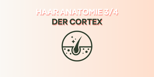 Hair Anatomy - The Cortex (cover image)