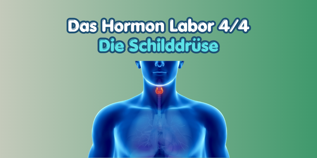 Schilddrüse & Haarstruktur: Wenn innere Regler dein Haar verändern 🦋✨