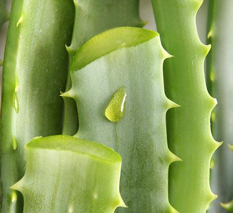 Aloe_Vera - True Organic Cosmetics