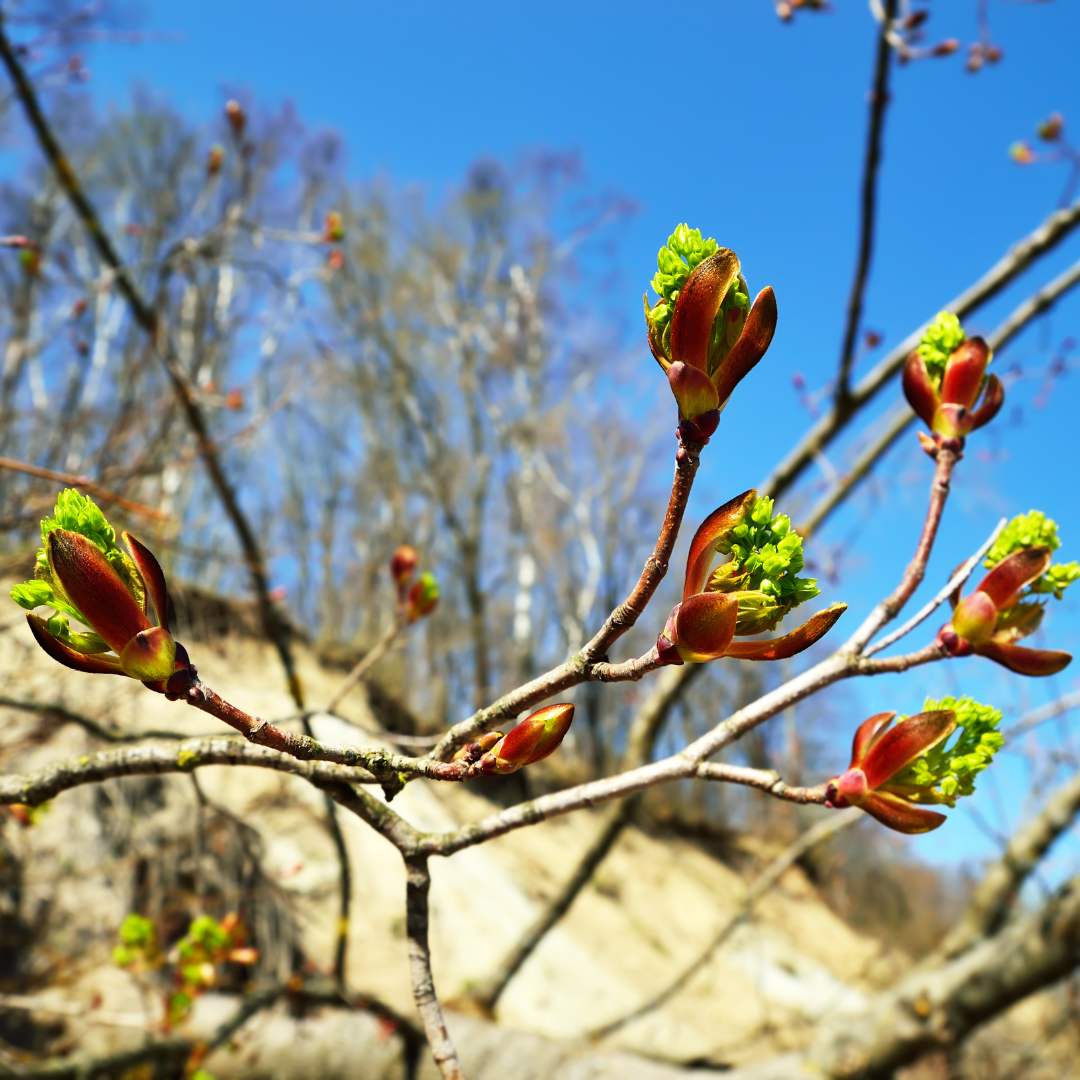 Balsam poplar buds