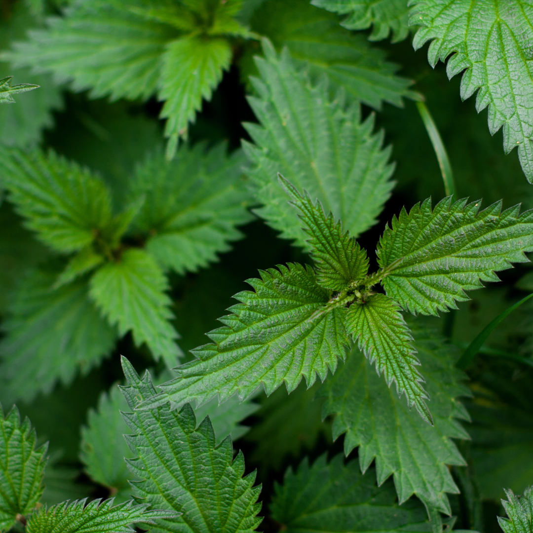 Nettle