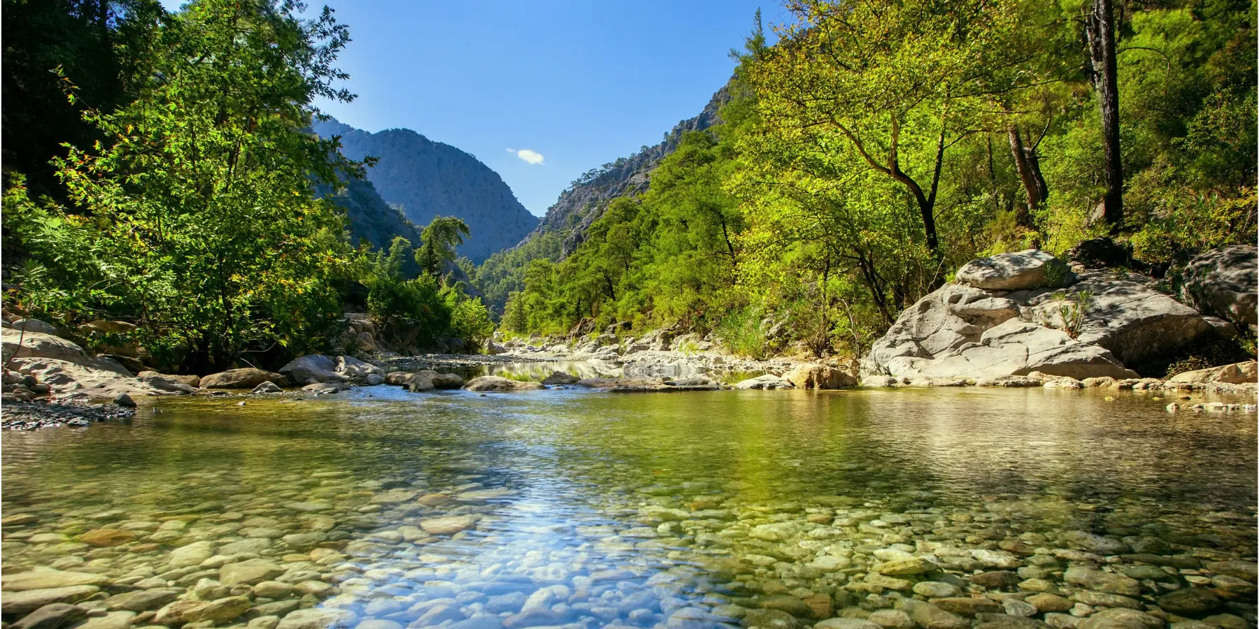 schöner ruhiger Fluss in einem grünen Wald