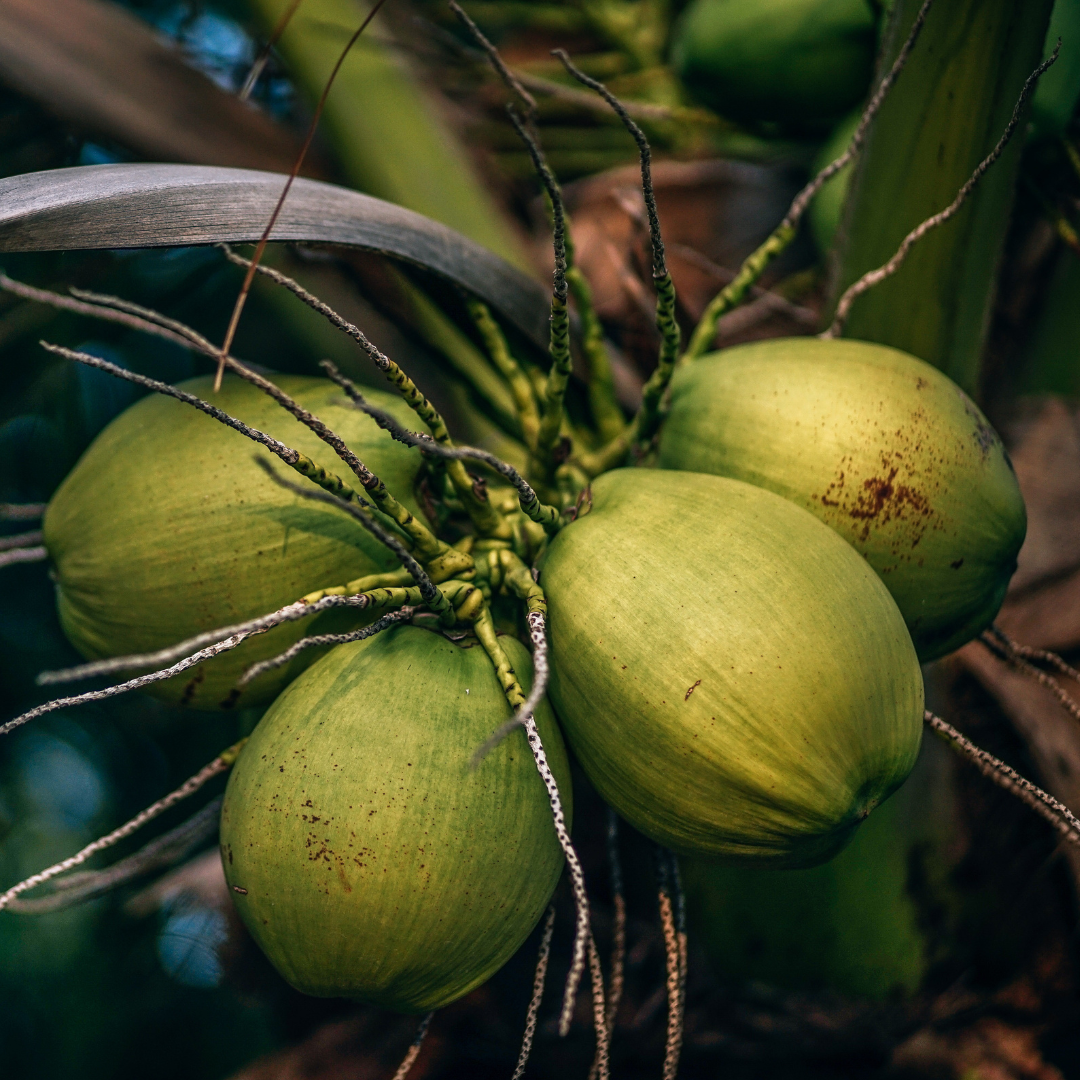 Coconut