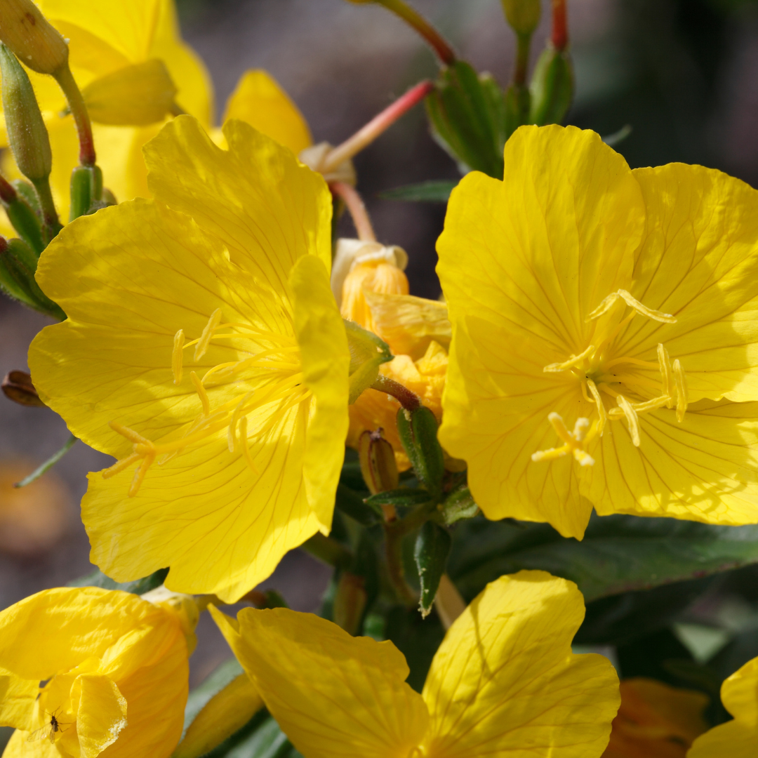 Evening primrose
