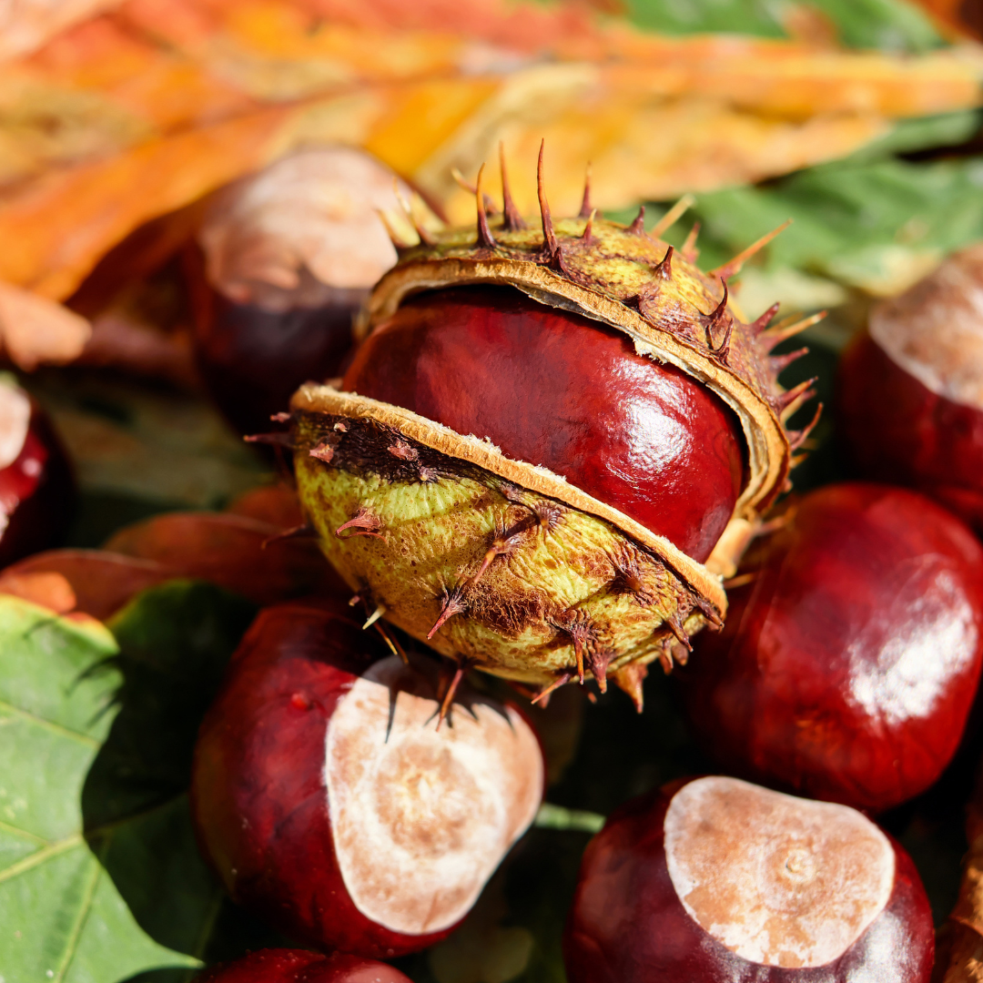 Horse chestnuts