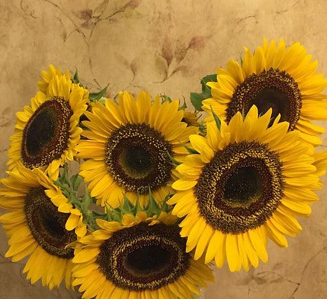 Sonnenblume - True Organic Cosmetics