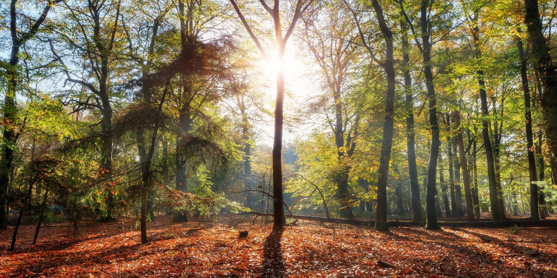 Herbstlicher Wald mit Sonnenstrahlung 