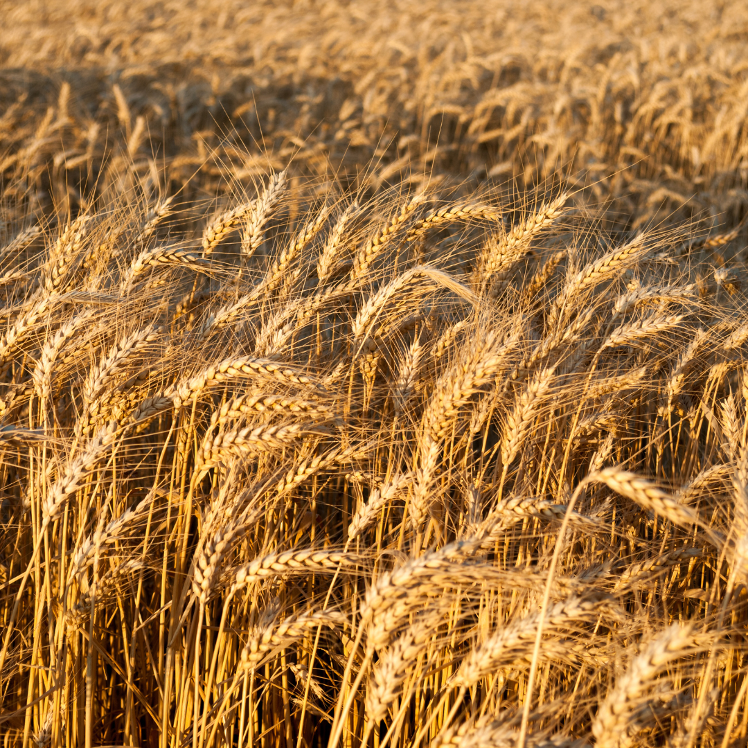 Weizen