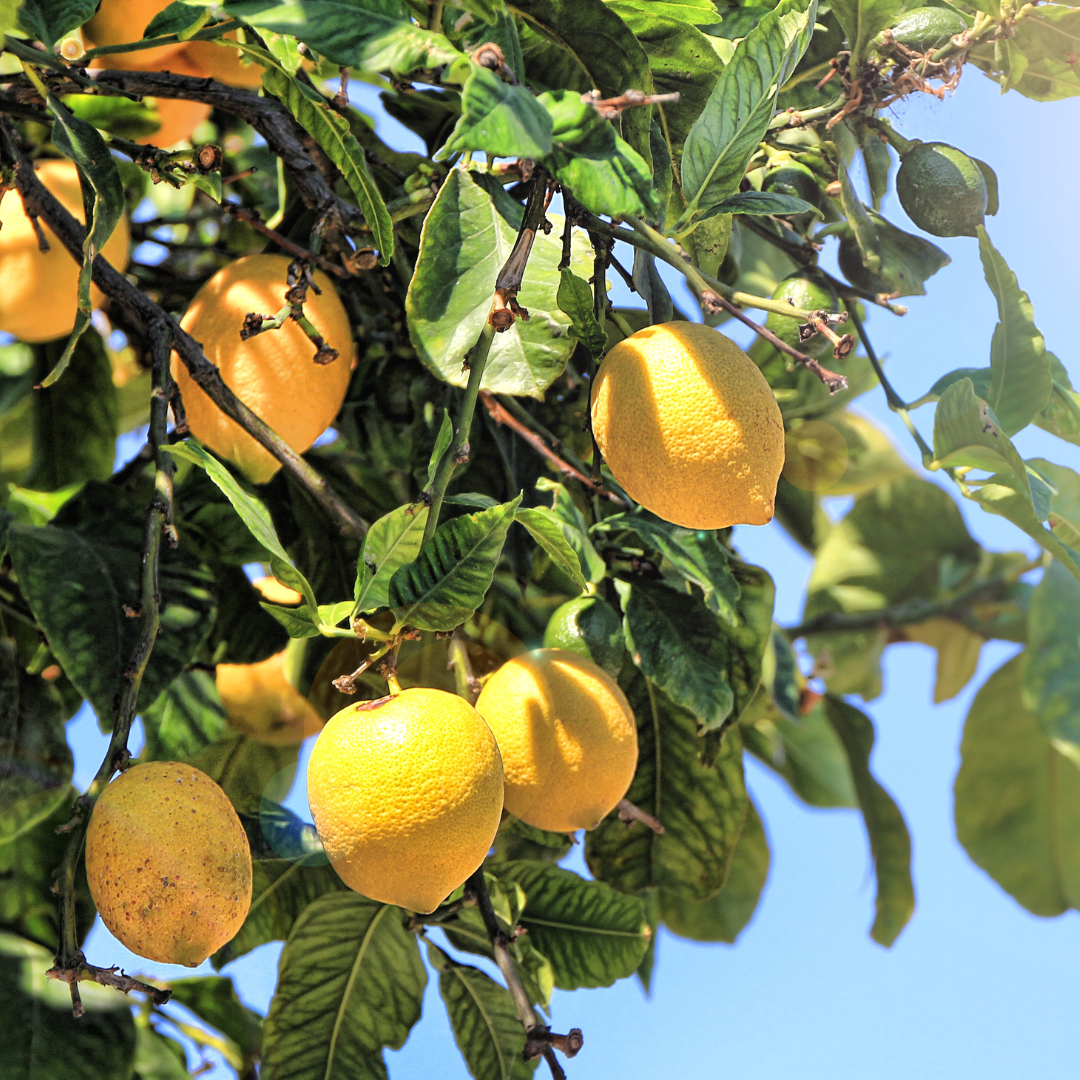 Lemon tree