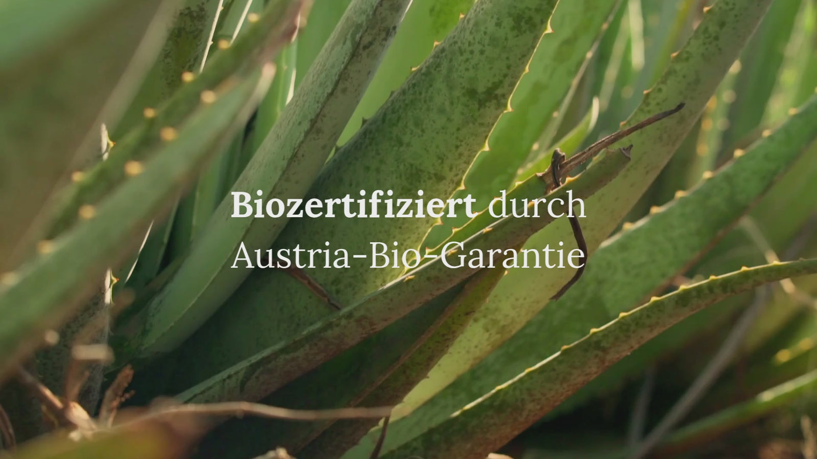 Kurzes Video: Frische Aloe Vera, Lavendel und Orangen am Ast. Eingeblendeter Text: Bio-zertifiziert von Austria Bio Garantie, handgemacht mit Liebe in Österreich und 0% synthethische Stoffe, 100% Natur-Rohstoffe